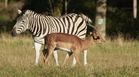 PAL Savana RESERVE