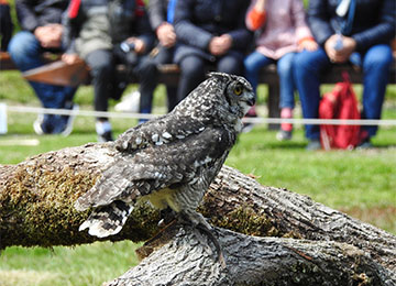 Grand duc européen lors d'un spectacle au parc animalier Le PAL