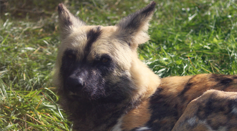 African wild dog