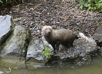 Un Chien des buissons au bord de l'eau au parc animalier Le PAL