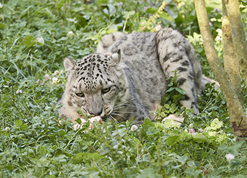 Panthère des neiges dans l'herbe au parc animalier Le PAL dans  l'Allier