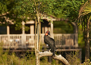 Calao terrestre de Leadbeater sur un arbre au parc animalier Le PAL