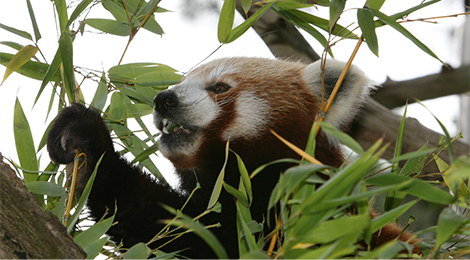 Educational animation of red pandas