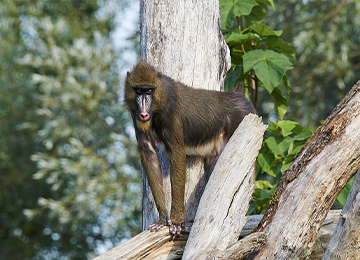 Un mandrill entre deux troncs d'arbres au zoo Le PAL