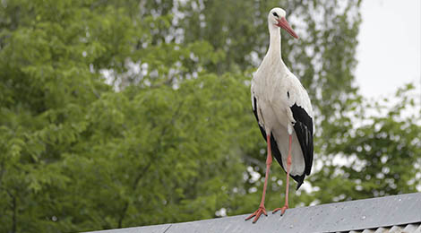 White stork