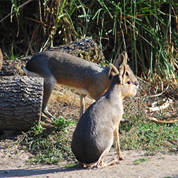 Deux maras sur un chemin de terre au parc zoologique Le PAL