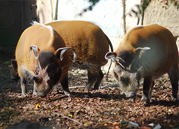 Deux potamochères de face au zoo Le PAL