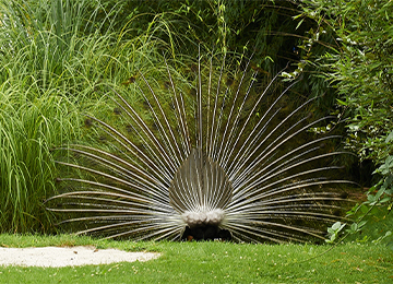 Un paon bleu qui fait la roue dans le zoo Le PAL