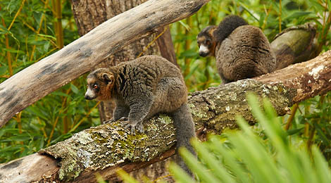 White-collared lemur