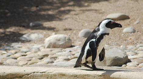 African penguin