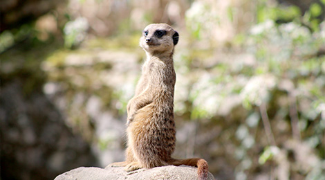 Meerkat