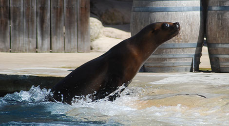 Sea Lion show