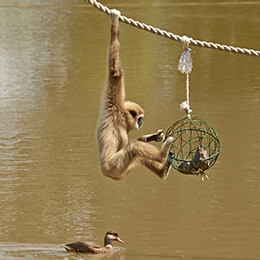 Un gibbon au parc animalier Le PAL