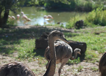 Tête de Nandou au zoo Le PAL