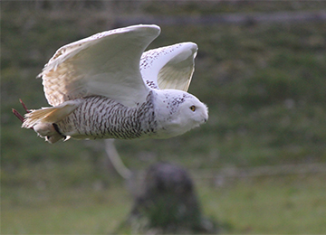 Femelle Harfang des neiges en plein vol au parc animalier Le PAL en Auvergne