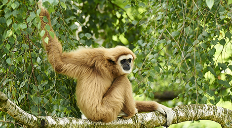 Feeding the gibbons