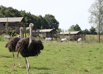 Deux autruches près des lodges au parc animalier Le PAL