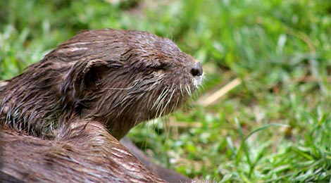 Oriental small-clawed otter