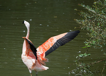 Flamant du Chili qui vole au dessus de l'eau au parc zoologique Le PAL dans l'Allier