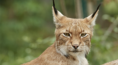 Eurasian lynx