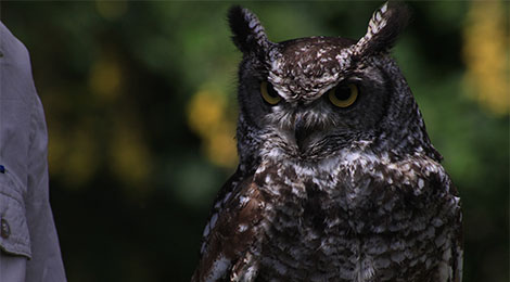 Eurasian eagle owl