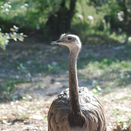 Tête de Nandou au zoo Le PAL