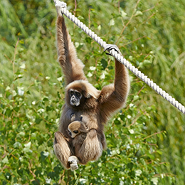 Un gibbon et son petit au parc animalier Le PAL