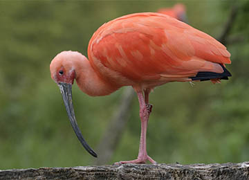 Un Ibis rouge sur un bout de bois au zoo Le PAL en Auvergne