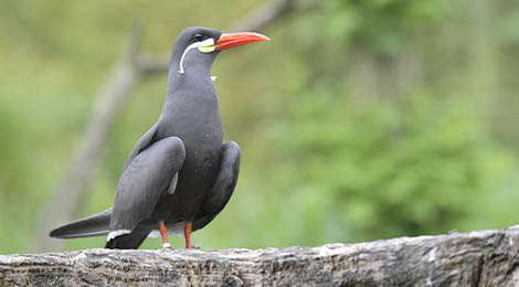 Inca tern