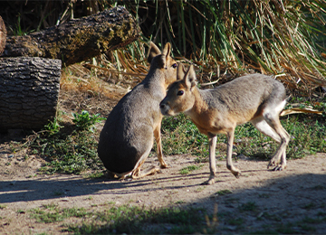 Deux maras sur un chemin de terre au zoo Le PAL dans l'Allier