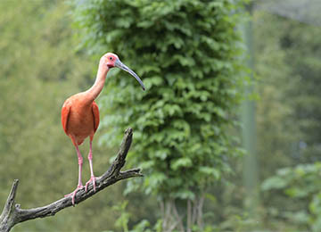 Un Ibis rouge debout sur un morceau de bois au parc animalier Le PAL en Auvergne