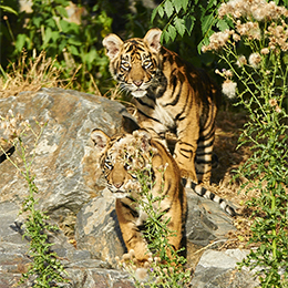 Deux tigres au parc animalier Le PAL