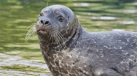 Harbour seal