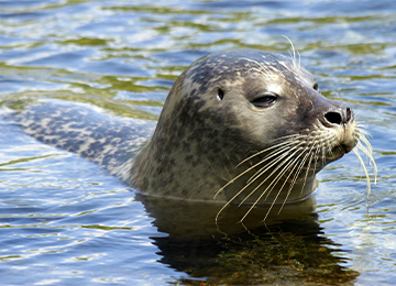 Gros plan sur la tête d'un phoque veau marin au zoo Le PAL