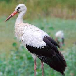 Une grande cigogne blanche dans le parc animalier Le PAL