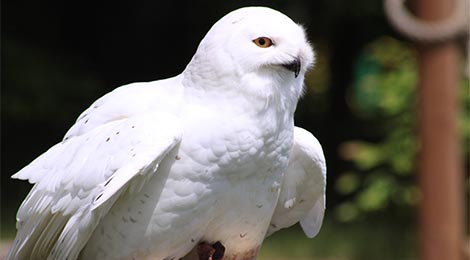 Snowy owl