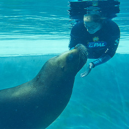 Une otarie au parc animalier Le PAL