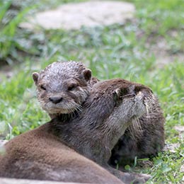 Une maman loutre d'Asie et son petit au parc zoologique Le PAL en Auvergne