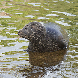 Phoque veau marin sortant de l'eau au parc animalier Le PAL