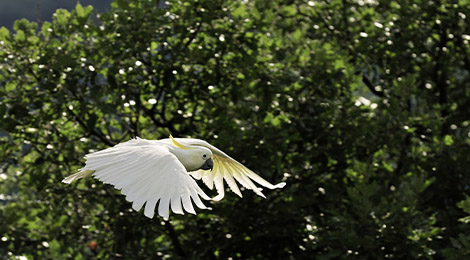 Sulphur-crested cockatoo