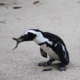 Un manchot qui mange au parc animalier Le PAL