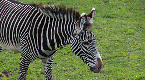 Zebra of Grevy