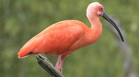 Scarlet ibis