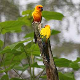 Vue sur deux Conures soleil perchées dans un arbre au parc animalier Le PAL