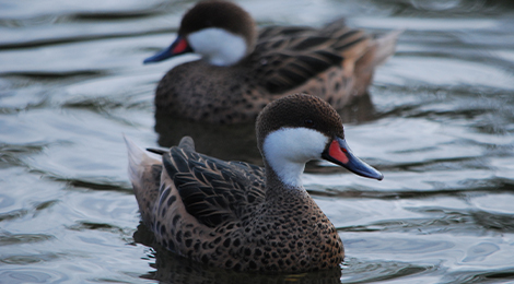 Bahama pintail