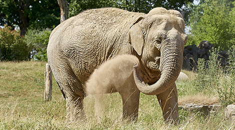 Asian elephant