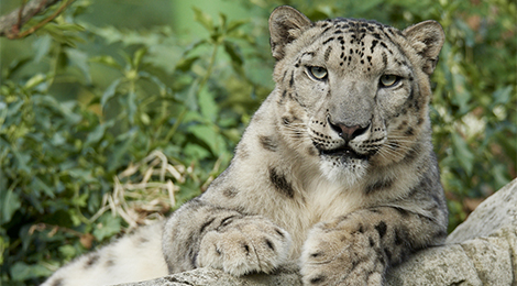 Snow Leopard