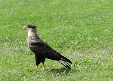 Un Caracara huppé dans l'herbe au zoo Le PAL