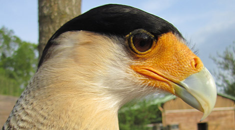 Crested caracara