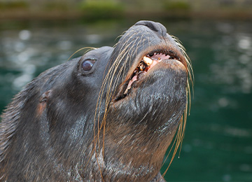 Une otarie montrant ses dents au zoo Le PAL